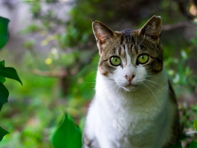 Кошка среди листьев