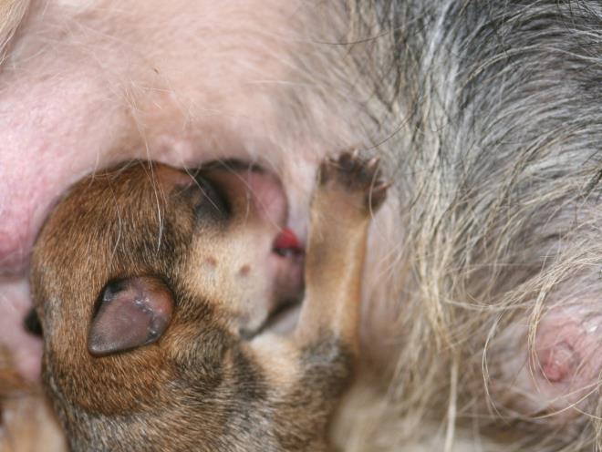Новорожденный щенок ест молоко у матери