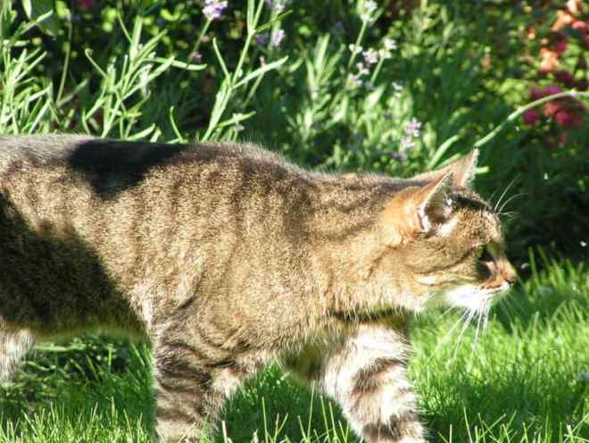 Кот гуляет по саду