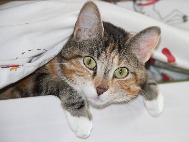 Беременная кошка на своей лежанке