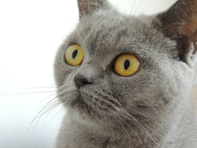 Здоровые глаза у кошки