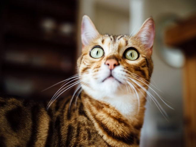 Кошка удивленно смотрит