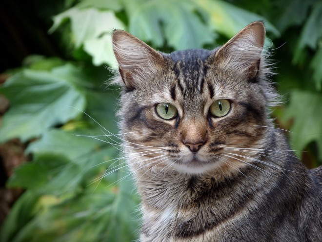 Изображение - Дисплазия тазобедренных суставов у кошек британцев displaziya-u-koshek