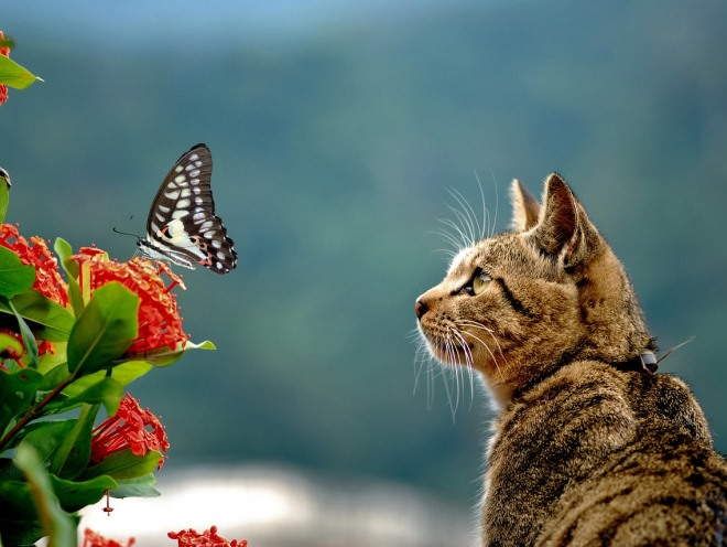 Кошка увидела бабочку