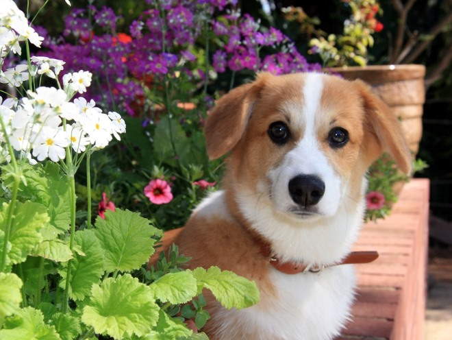 Собака сидит среди цветов