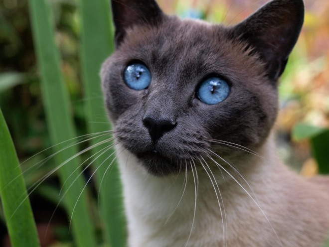 Здоровые глаза у кошки