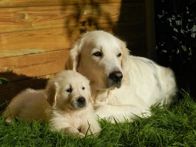Собака со своим щенком лежат на траве