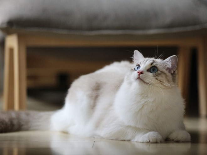 Рак молочной железы у кошки лечение в домашних условиях thumbnail