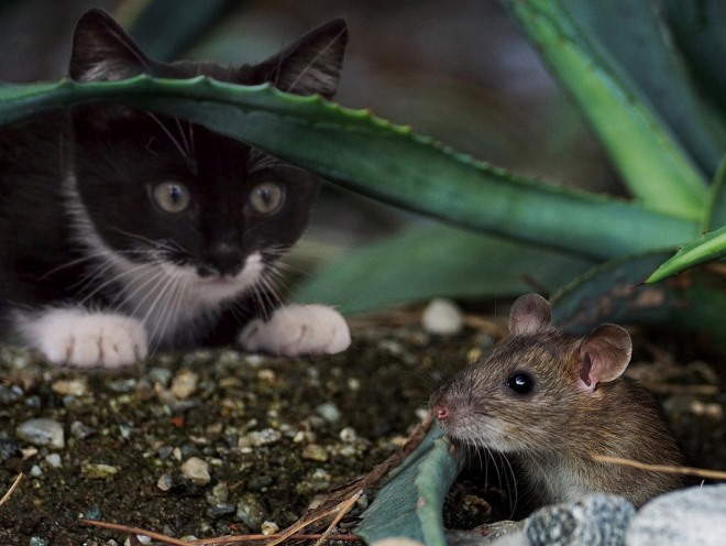 Кошка увидела мышь в кустах