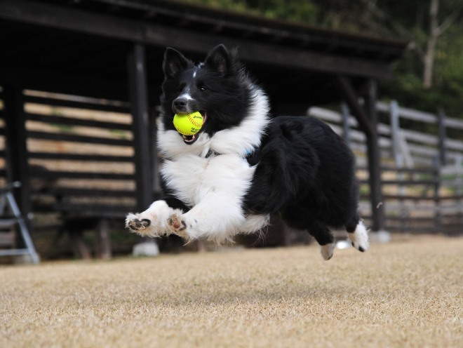 Собака бегает с мячом