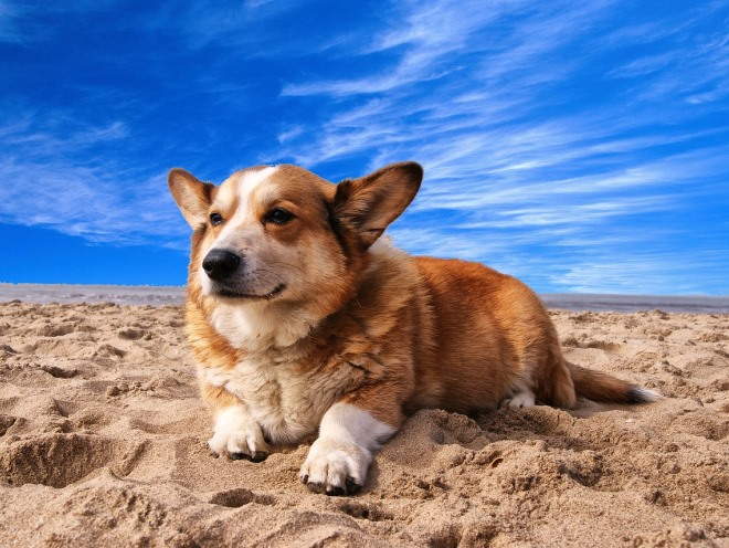 Собака лежит на пляже