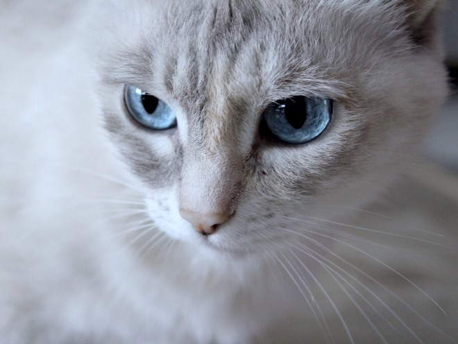 Глаукома у кошек лечение народными средствами thumbnail