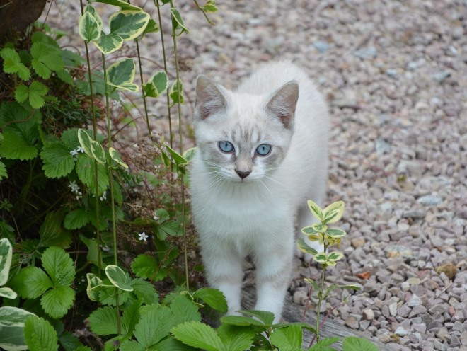 Котенок гуляет в саду