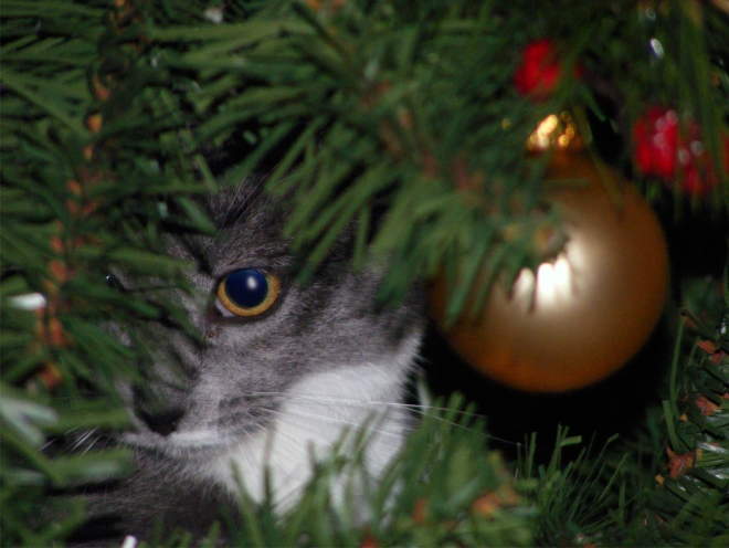 Кошка сидит за елкой