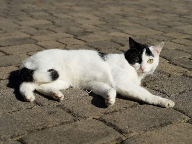 Кошка лежит на солнце