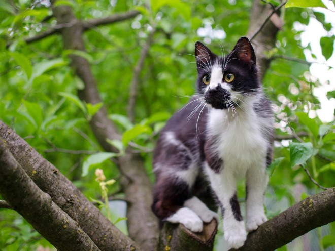 Кот залез на дерево
