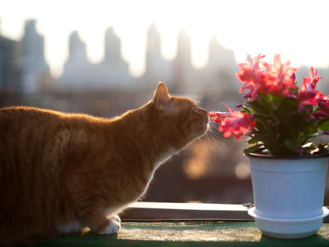 Кошка сидит на балконе