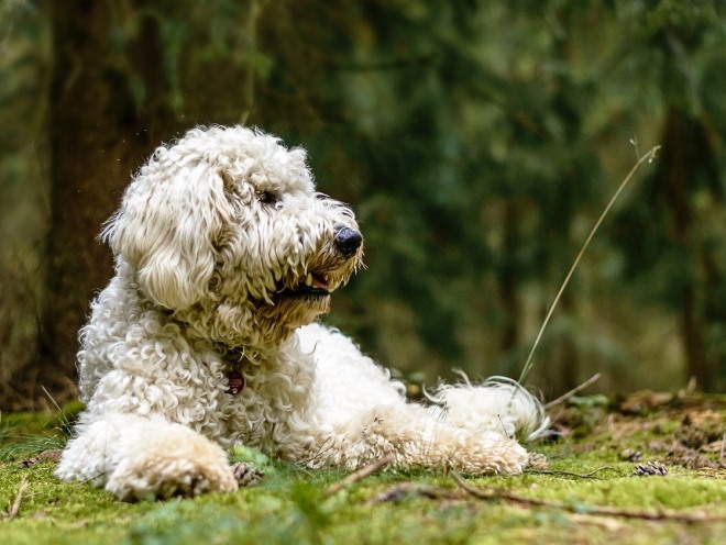 Собака лежит на траве в лесу