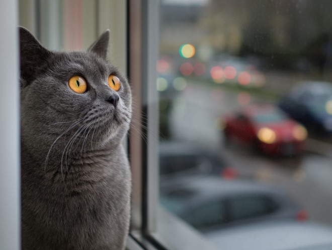 Кошка сидит и смотрит в окно
