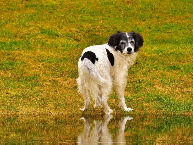 Собака стоит у озера