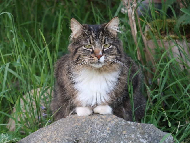 Кошка сидит на камне